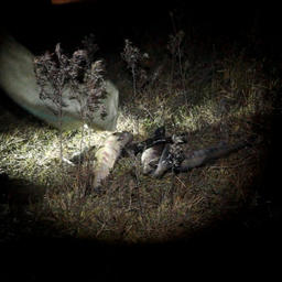 У браконьеров обнаружили незаконно добытую кету. Фото пресс-службы УМВД России по Приморскому краю