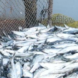 Добыча сельди на Дальнем Востоке. Фото предоставлено «Океанрыбфлотом»