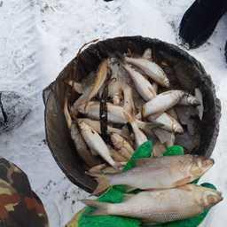 Обследование и контрольный лов показали тотальную гибель рыбы. Фото пресс-службы прокуратуры Томской области