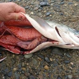 Незаконный вылов рыбы – одна из больших проблем Дальнего Востока. Фото с сайта СУ СК по Магаданской области