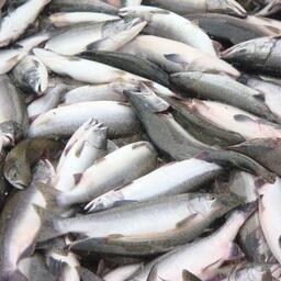 В Чукотском автономном округе установили сроки и объемы добычи тихоокеанских лососей на этот год