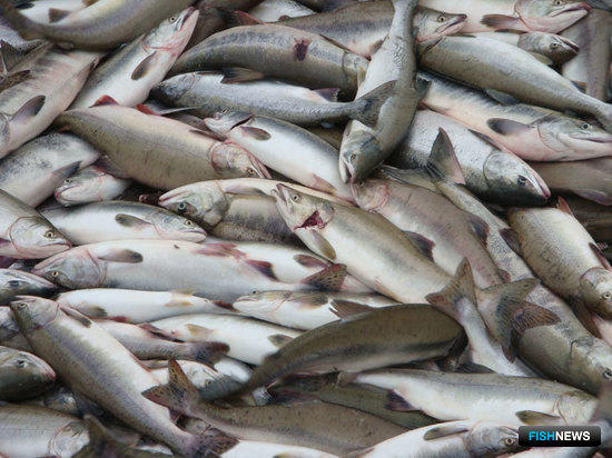 Подходы лососей рыбаков порадуют