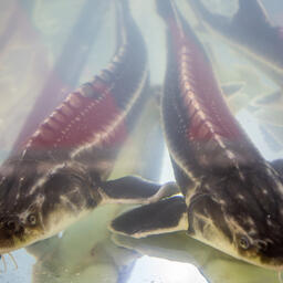 Аквафермерам Кубани предложили речные участки