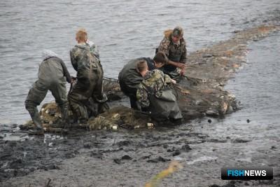 За сентябрь организации Новосибирской области выбрали 337,6 тонн выращенной товарной рыбы. Фото пресс-службы регионального департамента природных ресурсов и охраны окружающей среды