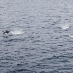 Тихоокеанские белобокие дельфины. Фото пресс-службы ТИНРО
