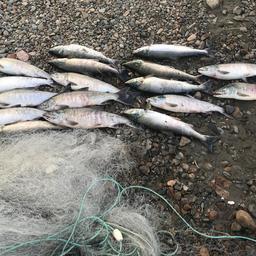 У нарушителей изъяли более 7 тонн красной рыбы. Фото пресс-службы Амурского теруправления Росрыболовства