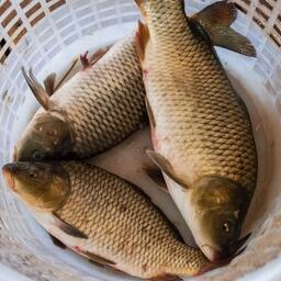 Цель проекта — восстановить популяцию сазана в Новосибирском водохранилище и реке Обь. Архивное фото