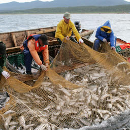 Добыча лосося у берегов Сахалина