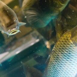 Производителям рыбы в Смоленской области помогут из бюджета 