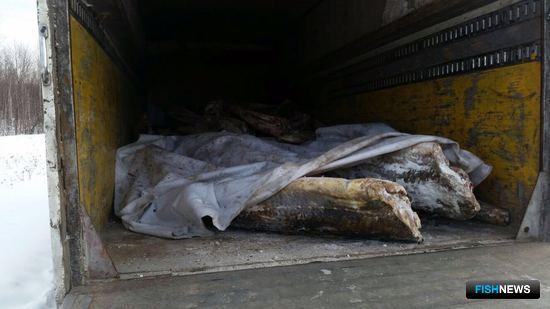 В январе правоохранители сорвали попытку перевезти и продать в Хабаровске более 2 тонн осетровых. Фото пресс-службы краевой прокуратуры