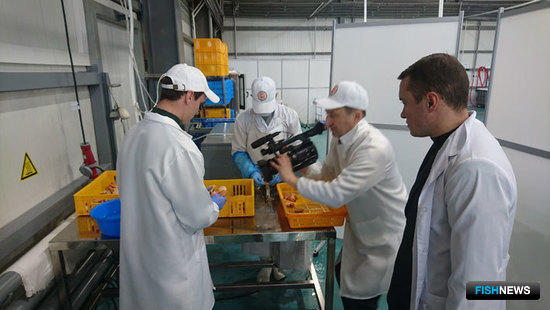 Что показывали съемочной группе программы «Время» на крабовом заводе в Невельске