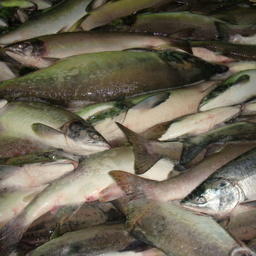 Дополнительные ограничения специалисты объясняют необходимостью сохранения лососей