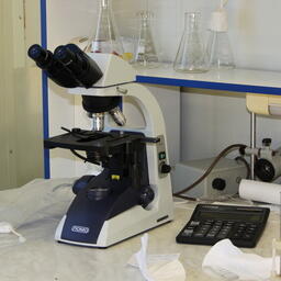 Ученые КамГУ имени Витуса Беринга создают базу данных полиморфизма ДНК местных лососей