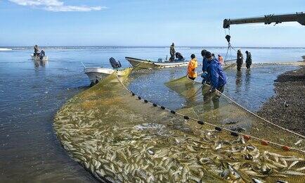 В Хабаровском крае собираются предоставлять градо- и поселкообразующим предприятиям поддержку по размеру обязательств перед регионом при получении рыболовного участка. Фото предоставлено Хабаровским Крайрыбакколхозсоюзом