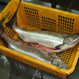 Чукотка согласовала участок для любительской рыбалки в Анадырском лимане