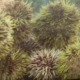 По сравнению с 2024 г. на 18,5% увеличился экспорт живого морского ежа и икры ежа, приводит данные Россельхознадзор