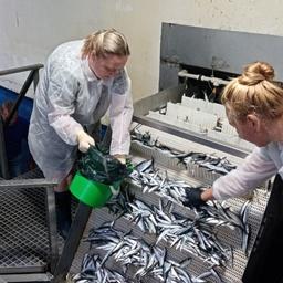 Ученые исследовали уловы сельди и шпрота на российском прибрежном промысле в Балтийском море. Фото пресс-службы АтлантНИРО