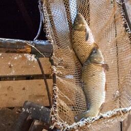 Подзаконная база в рыбоводстве, как и в других сферах, — живой организм