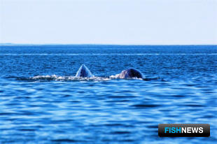 Серые киты на Чукотке. Фото пресс-службы правительства региона