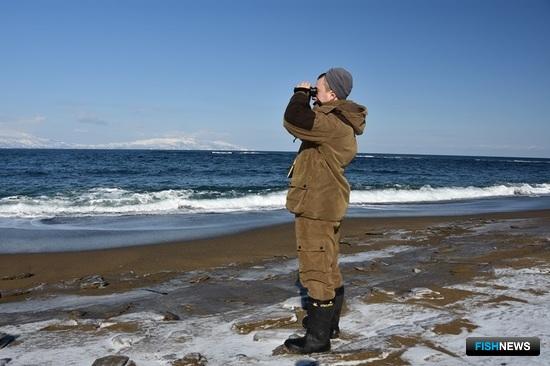 Специалисты посчитали северных морских львов у берегов Кунашира. Фото пресс-службы заповедника «Курильский»