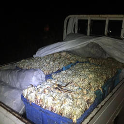 В бухте Руднева пограничники обнаружили более 1,3 тыс. полудолей камчатского краба, перевозимого в микрогрузовике. Фото пресс-группы регионального Погрануправления ФСБ России