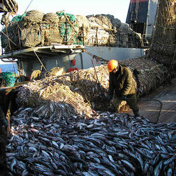 Выполнение «рыбной» госпрограммы – под контролем Правительства