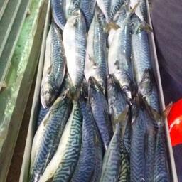Свежевыловленная скумбрия. Фото предоставлено Константином Коробковым