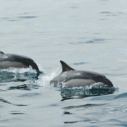Дельфины-белобочки. Фото: фонд «Чистые моря», Ольга Шпак
