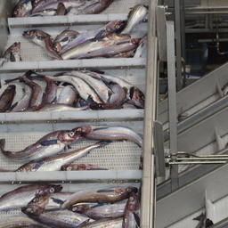 Рыба занимает ключевую позицию в экспорте Камчатского края