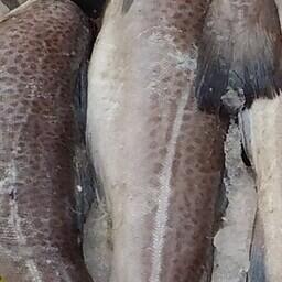 Закон расширяет возможности переработки трески на судах «прибрежки» Севера. Архивное фото