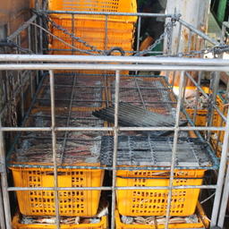 «Подфлажник» Izreal задержали в начале августа с грузом крабовой продукции на борту. Фото пресс-службы Погрануправления ФСБ России по Сахалинской области