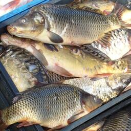 Уральские водоемы приготовили под аквафермы