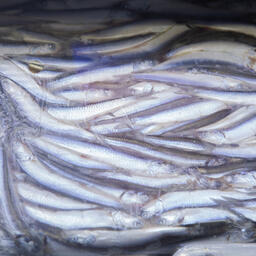 Черноморский анчоус. Архивное фото