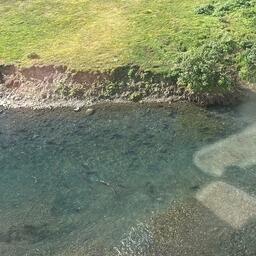 Нерест нерки в реке Пекульвеем. Фото пресс-службы ВНИРО