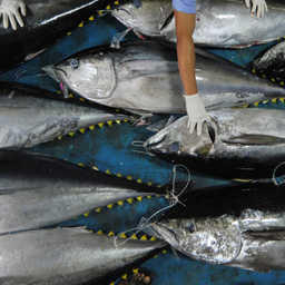 Желтоперый тунец. Фото с сайта JakartaGlobe