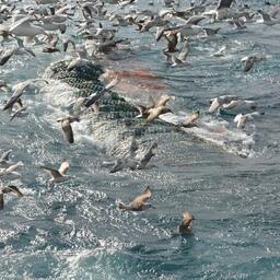 Рыбный промысел на Дальнем Востоке. Архивное фото
