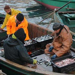 Крымские рыбаки-«прибрежники» разбирают улов