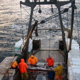 Судовая обработка рыбы на Северном бассейне. Фото СРПС