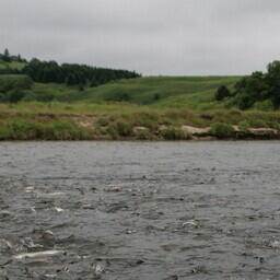 Участок для организации любительской рыбалки лососей разыграют на Сахалине