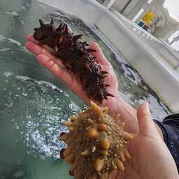 Ученые адаптировали технологии выращивания трепанга под суровые условия островного региона. Фото пресс-службы правительства Сахалинской области