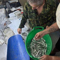 Исследование научного улова. Фото пресс-службы ВНИРО