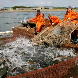 Добыча лососей на Сахалине