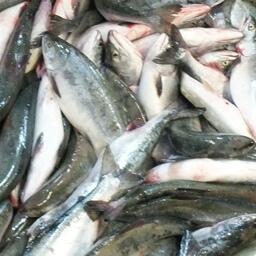 В Магаданской области уже добыли около 10 тыс. тонн горбуши. Архивное фото