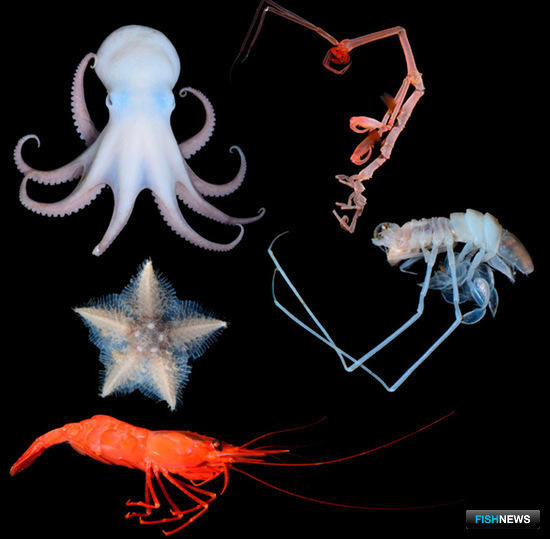 В районе Курильской котловины на глубине более 3,5 тыс. метров ученые ДВФУ и ДВО РАН обнаружили тысячу видов морских обитателей. Фото пресс-службы ДВФУ
