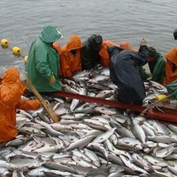 Добыча лосося на Камчатке. Архивное фото