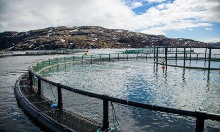 Одна из задач плана — преодоление импортозависимости в сфере аквакультуры. Архивное фото