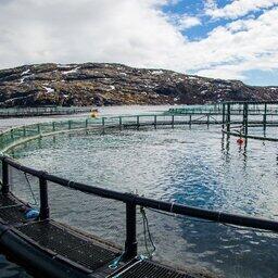 Одна из задач плана — преодоление импортозависимости в сфере аквакультуры. Архивное фото