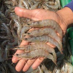 Власти Индонезии рассчитывают на рост экспорта креветки. Фото ANTARA
