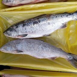 Кета свежего улова на прилавке в Приморском крае