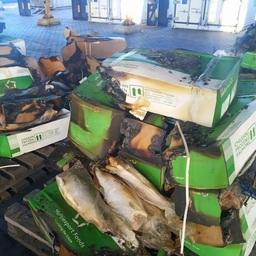 Коробки с чилийским кижучем оказались обгоревшими, рыба – порченой. Фото пресс-службы Россельхознадзора